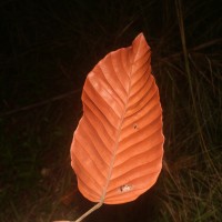 Dipterocarpus zeylanicus Thwaites